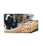 にゃーにゃとくろすけ（個別スタンプ：7）