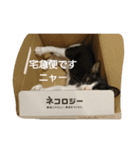 にゃーにゃとくろすけ（個別スタンプ：8）