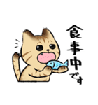 キジトラとハチワレ（個別スタンプ：18）