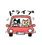キジトラとハチワレ（個別スタンプ：36）