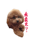 松本家のアイドルふーちゃん❤︎（個別スタンプ：12）