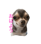 テンコのひとこと（個別スタンプ：1）