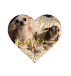 テンコのひとこと（個別スタンプ：10）