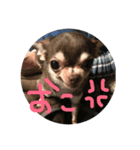 テンコのひとこと（個別スタンプ：11）