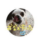 テンコのひとこと（個別スタンプ：12）
