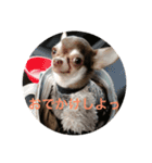 テンコのひとこと（個別スタンプ：13）