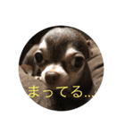 テンコのひとこと（個別スタンプ：14）