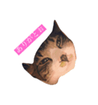 あたりめとテン（個別スタンプ：1）