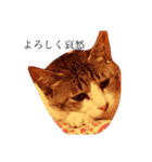 あたりめとテン（個別スタンプ：2）