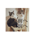 あたりめとテン（個別スタンプ：7）