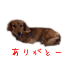 ミニチュアダックスのスタンプです（個別スタンプ：13）