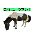 確かに言ってそうな動物たち（個別スタンプ：2）