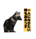 確かに言ってそうな動物たち（個別スタンプ：4）