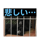 確かに言ってそうな動物たち（個別スタンプ：5）
