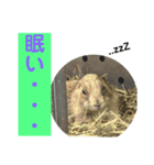 確かに言ってそうな動物たち（個別スタンプ：6）