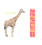 確かに言ってそうな動物たち（個別スタンプ：9）