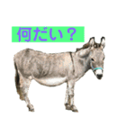 確かに言ってそうな動物たち（個別スタンプ：10）