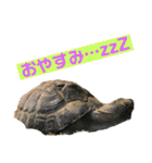 確かに言ってそうな動物たち（個別スタンプ：11）
