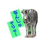 確かに言ってそうな動物たち（個別スタンプ：12）