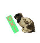 確かに言ってそうな動物たち（個別スタンプ：13）