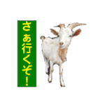 確かに言ってそうな動物たち（個別スタンプ：14）