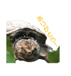 確かに言ってそうな動物たち（個別スタンプ：20）