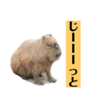 確かに言ってそうな動物たち（個別スタンプ：22）