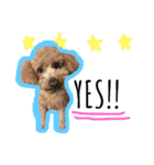 #うちのdogs（個別スタンプ：6）