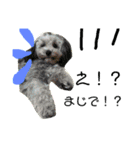 #うちのdogs（個別スタンプ：12）