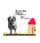 #うちのdogs（個別スタンプ：15）