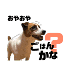 ジャックのれおくん（個別スタンプ：1）