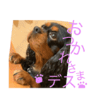 キャバリア☆ブラタン☆フックさん☆（個別スタンプ：1）