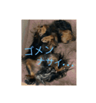 キャバリア☆ブラタン☆フックさん☆（個別スタンプ：5）