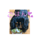 キャバリア☆ブラタン☆フックさん☆（個別スタンプ：14）