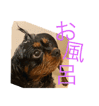キャバリア☆ブラタン☆フックさん☆（個別スタンプ：17）