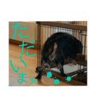 キャバリア☆ブラタン☆フックさん☆（個別スタンプ：22）