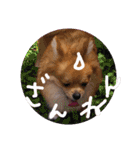 リオンで行こう！（個別スタンプ：3）