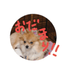 リオンで行こう！（個別スタンプ：5）