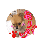 リオンで行こう！（個別スタンプ：11）