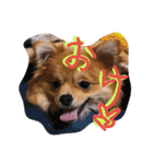 リオンで行こう！（個別スタンプ：15）