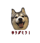 ハスキーで GO GO！！（個別スタンプ：1）