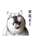 ハスキーで GO GO！！（個別スタンプ：2）