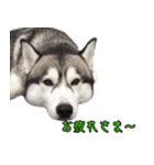 ハスキーで GO GO！！（個別スタンプ：3）