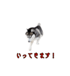 ハスキーで GO GO！！（個別スタンプ：4）