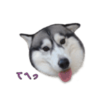 ハスキーで GO GO！！（個別スタンプ：6）