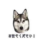 ハスキーで GO GO！！（個別スタンプ：7）