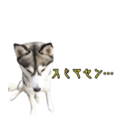 ハスキーで GO GO！！（個別スタンプ：8）