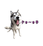 ハスキーで GO GO！！（個別スタンプ：9）