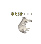 ハスキーで GO GO！！（個別スタンプ：10）