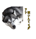ハスキーで GO GO！！（個別スタンプ：11）